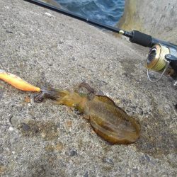 越前海岸でエギング